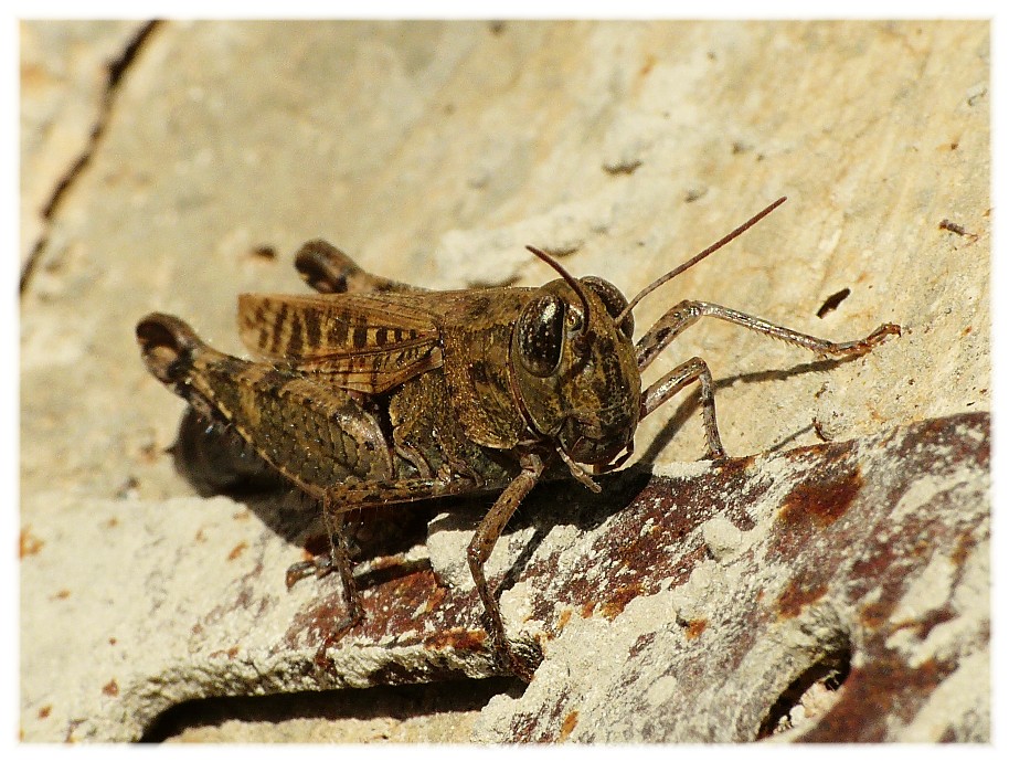 Ortotteri dal Gargano